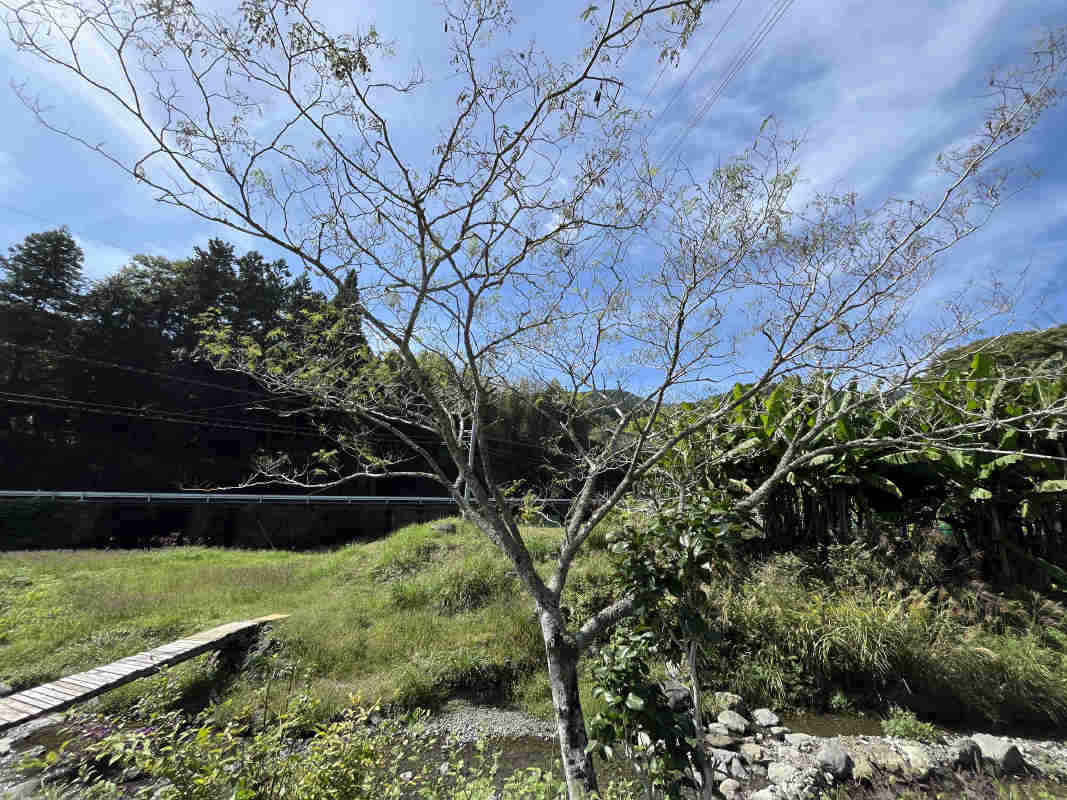 拡大してご覧になれます